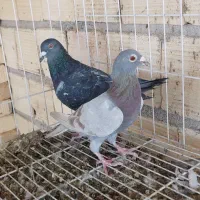 کبوتر جفتی|پرنده|شیراز, گویم|دیوار