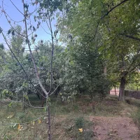 یک قطعه باغ به متراژ۹۴۰متر  واقع در روستای رود|فروش زمین و ملک کلنگی|نیشابور, فضل|دیوار