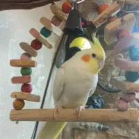 عروس هلندی فوق دستی