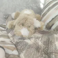 عروسک|اسباب‌‌بازی|کاشمر, |دیوار