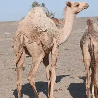 شتر نر