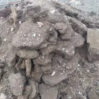 کود حیوانی( انبار)