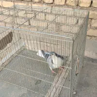 کبوتر بدرنگ گچی ماده سینه پاک|پرنده|اصفهان, طامه|دیوار