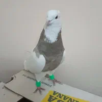 طوقی نر کارتونی