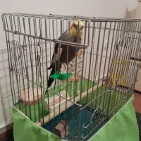 عروس هلندی بسیار زیبا و قشنگ