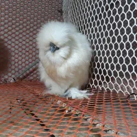 جوجه ابریشمی یک ماهه|حیوانات مزرعه|اهواز, کوی باهنر|دیوار