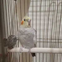 عروس هلندی ماده یکساله|پرنده|تهران, شهید اسدی|دیوار