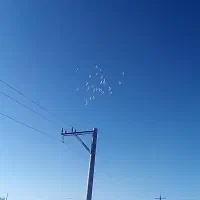 کبوتر|پرنده|کبودرآهنگ, |دیوار