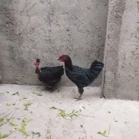 سلام یک عددخروس خالص سیاه چهل تاج|حیوانات مزرعه|شاهین دژ, |دیوار