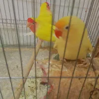 کوتوله فروش