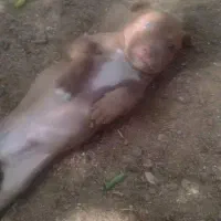 سگ پیتبول از بهترین نژاد|سگ|ابریشم, |دیوار