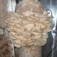 آموزش کمپوست سازی قارچ