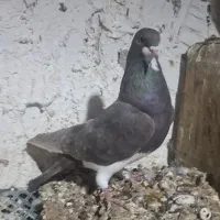 کفتر خشرنگ قهوه ای خال با یهود سرخ