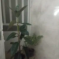 گل فیکوس قد 150