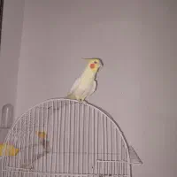 عروس هلندی سخنگو
