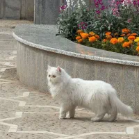 گربه پرشین ماده عقیم نشده