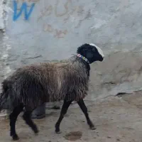 شیشک قوچ اصیل شال فروشی|حیوانات مزرعه|خرمدشت, |دیوار