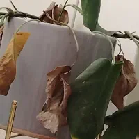 گل برگ انجیری