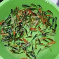 ماهی کوی همه سایز|ماهی|شیراز, شهرک بهار|دیوار