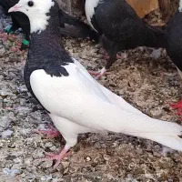 طوقی جوانه