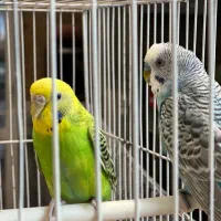 مرغ عشق سالم و جوان|پرنده|مشهد, شفا|دیوار