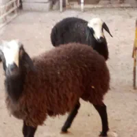 بره نر وماده،قوچ|حیوانات مزرعه|تاکستان, |دیوار