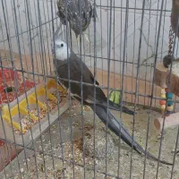 جفت عروس هلندی مولد با جوجه و گل باقالی ماده تک|پرنده|شیراز, کاراندیش|دیوار