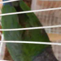 گرینچیک نر یلو ساید بالغ حلقه پا|پرنده|کرج, شهرک یاس جنوبی|دیوار