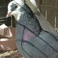 شازده و سفید شمرونی|پرنده|بندرعباس, |دیوار