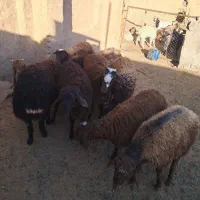 بره نر پای پروار|حیوانات مزرعه|سبزوار, قصبه غربی|دیوار