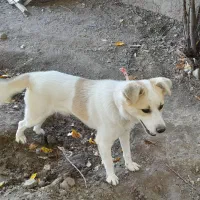 بیستی نر وماده|سگ|اهر, |دیوار