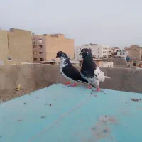 یه‌جفت‌نر‌ماده‌برای‌فروش‌با‌یک‌عدد‌‌جوجه‌