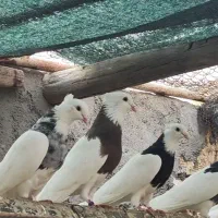 فروش طوقی سالم وسرحال|پرنده|بندر ماهشهر, |دیوار