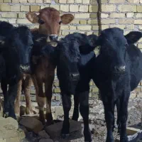 گوساله چاق و سرحال با قیمت مناسب