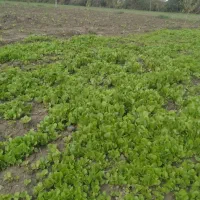 فروش نشای کاهو