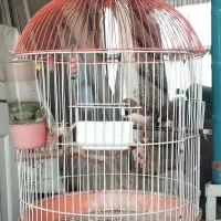 عروس هلندی و فنچ|پرنده|مشهد, شهرک ابوذر|دیوار