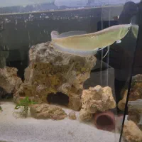 ماهی آروانا