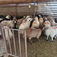 بره نر شیشک .ماده.میش.قیمت تعاونی درجه ۱