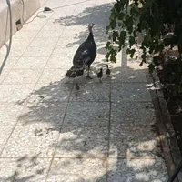 طاووس