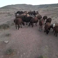 ۳۸تا بره در حد شیشک|حیوانات مزرعه|کوهدشت, |دیوار