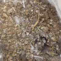 کود مرغ و کبوتر ارگانیک تمیز و خشک شده برای گلخانه