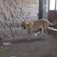 توله دورگ پژدر سرابی|سگ|قوچان, |دیوار