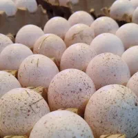 تخم نطفه دار و جوجه یک روزه بوقلمون برنز انگلیس