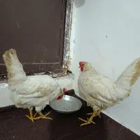 مرغ تخمگذار