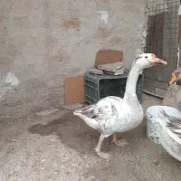 غاز|حیوانات مزرعه|کرج, شهرک جهان‌نما|دیوار