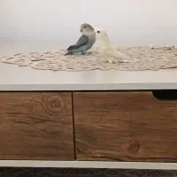 طوطی برزیلی نر ماده