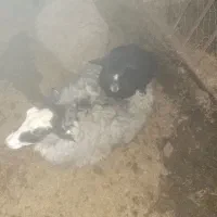 میش رومانف اصیل