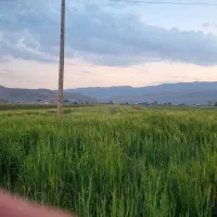 بذر یا تخم یونجه