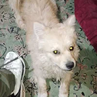 سگ اشمیتز پامر یازده ماهه