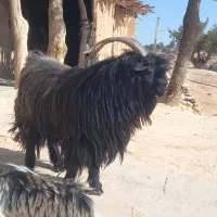 فروش یع عدد پـازن جوان